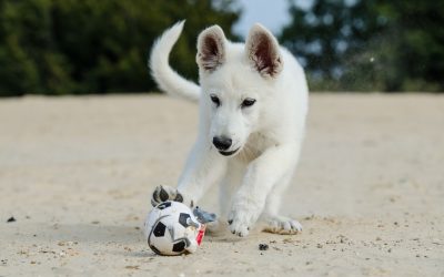 Til dig, der overvejer at få hund